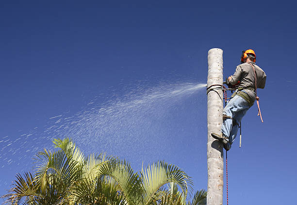 Best Leaf Removal  in Clinton, NC