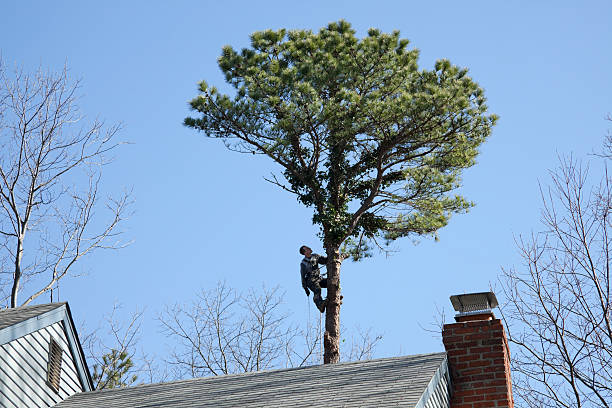 Best Utility Line Clearance  in Clinton, NC