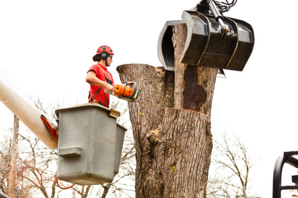 Tree and Shrub Care in Clinton, NC